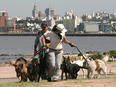 南米ウルグアイで人気高まる犬の散歩代行業