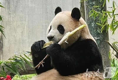 中国に戻ったパンダ「フーバオ」、韓国・光州に来る？…年間100万人誘致の切り札なるか