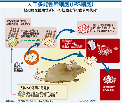 【図解】トランスポゾンを用いるiPS細胞の作製方法