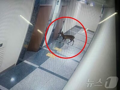 「キバノロがなぜマンションの駐車場に？」…韓国で捕獲