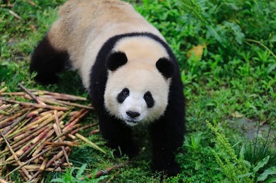 中国パンダ1組がドイツへ、雌の「夢夢」と雄の「嬌慶」