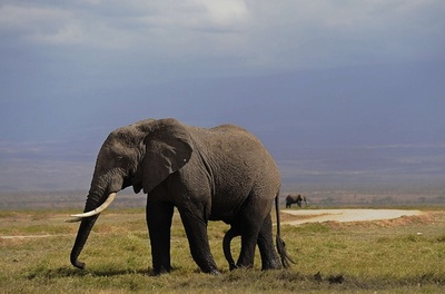 アフリカゾウ、人間の言語を聞き分けている可能性