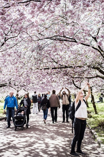 北欧にも春、デンマークで桜が満開
