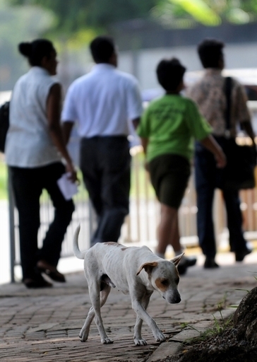 狂犬病対策に「野犬保護区」設置へ、スリランカ