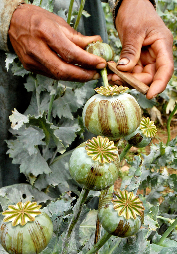 パキスタン北西部で麻薬栽培が再開
