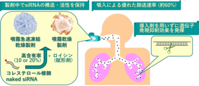 【名城大学】導入剤を使わずに肺内で遺伝子発現を抑制　吸入可能な naked siRNA 高含有粉末製剤を開発
