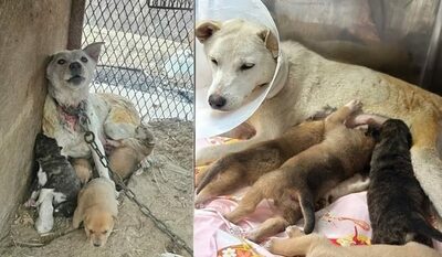 韓国・山火事から子を守った母犬、全身火傷から回復中