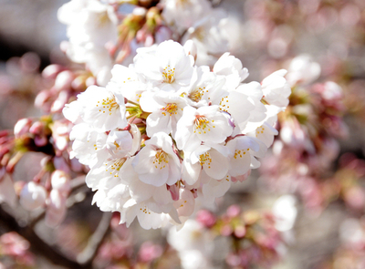 石神井川の桜並木が満開