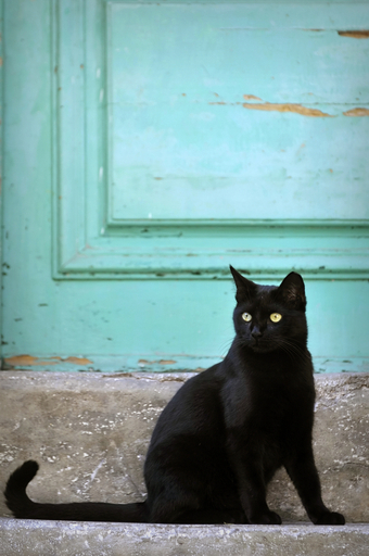 猫を助けて殉職の消防士、国立墓地埋葬求める世論 韓国