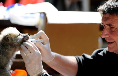 お口あーん、7匹のホッキョクオオカミの赤ちゃん 仲良く健康診断