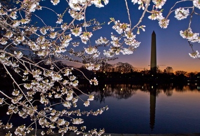 輝くピンク色、米首都の夜明けとサクラ