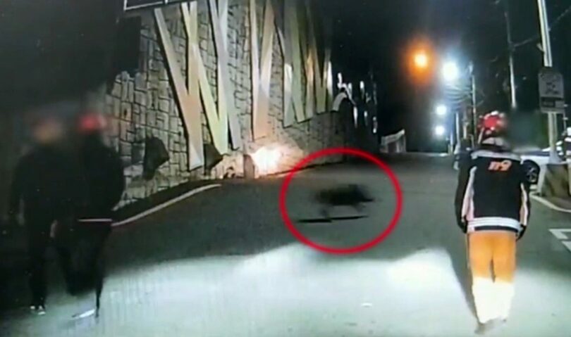 2023年、釜山の中学校駐車場前で発見されたイノシシ＝釜山警察庁提供の資料写真(c)NEWSIS