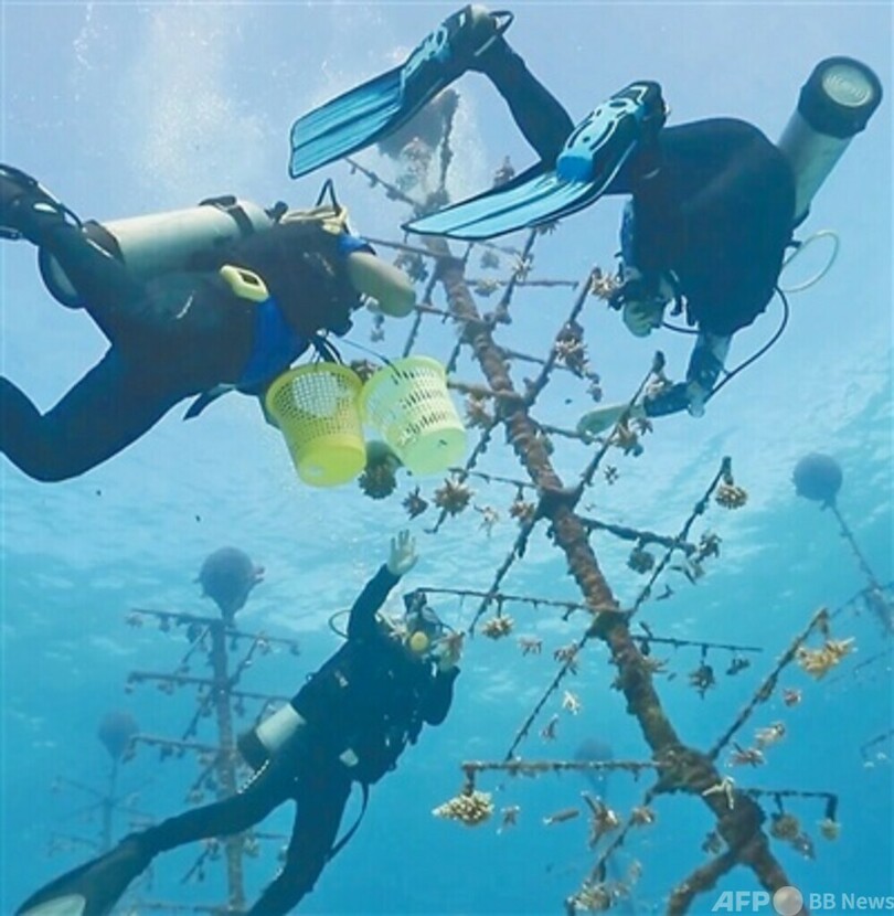 中国海南省三沙市 稚サンゴ10万株の人工栽培に成功