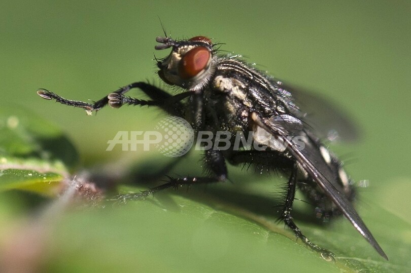 ハエを使う飼料生産 アフリカ革新技術賞を獲得 写真1枚 国際ニュース Afpbb News