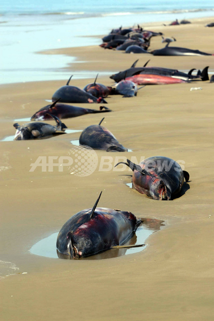 イラン南部でイルカが謎の大量死 写真7枚 国際ニュース Afpbb News