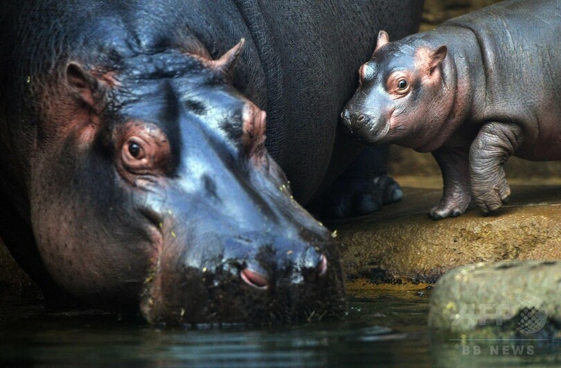生後1か月の赤ちゃんカバ、目をまん丸にして水泳も チェコ
