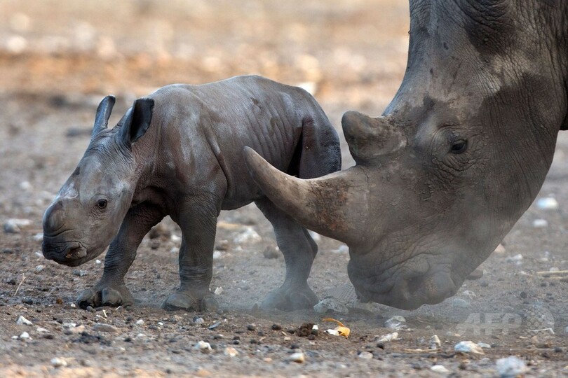 甘えん坊のシロサイの赤ちゃん、イスラエル