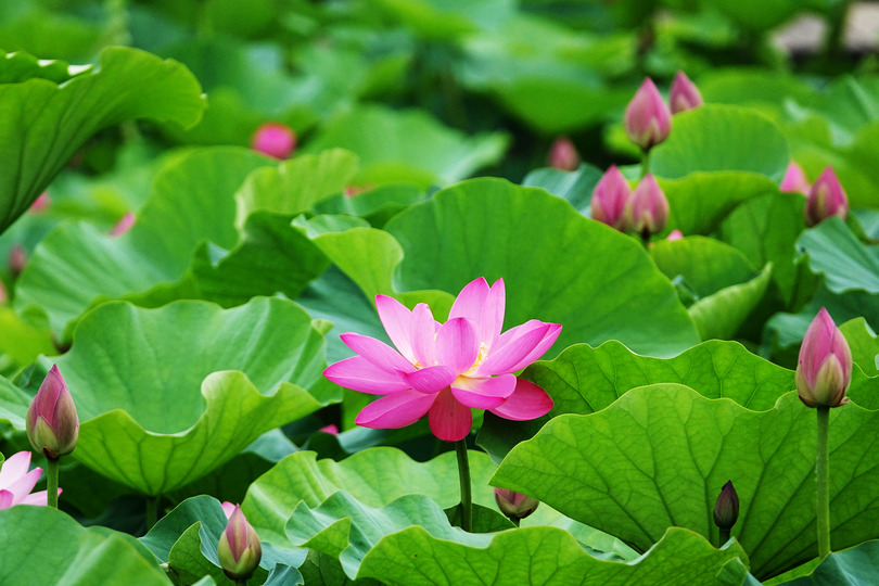 大連市の前関湿地公園でハスの花が見頃に 写真7枚 国際ニュース Afpbb News