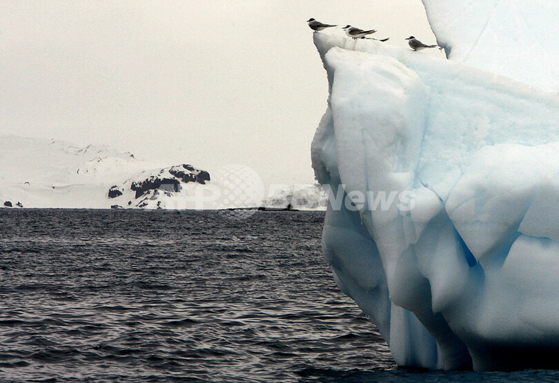 酷寒の南極大陸でペンギンが散歩