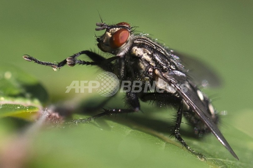 ハエを使う飼料生産、アフリカ革新技術賞を獲得 ハエを使う飼料生産、アフリカ革新技術賞を獲得