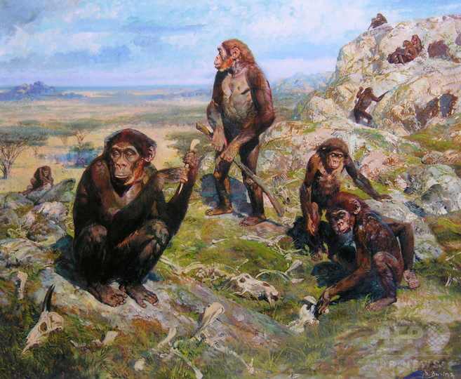 320万年前の猿人に「現人類に似た手」、道具使えた? 320万年前の猿人に「現人類に似た手」、道具使えた?