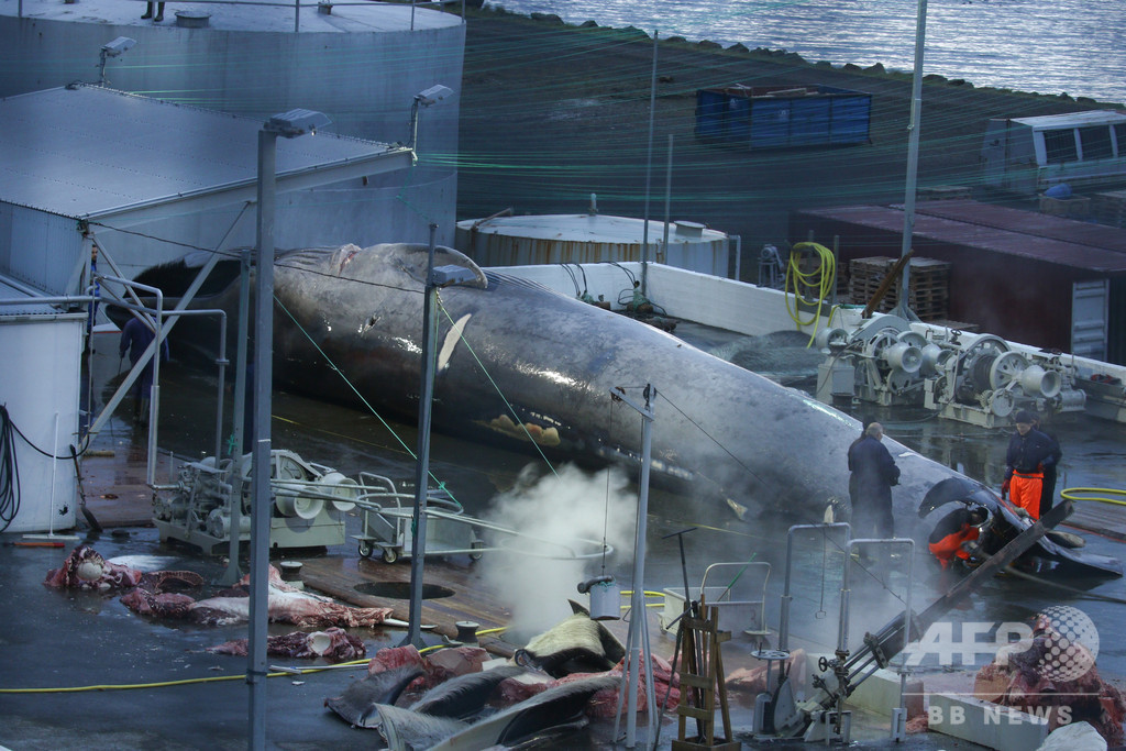 交雑種クジラ解体の調査要求、アイスランド保護団体「ナガス以外の捕獲は違法」 交雑種クジラ解体の調査要求、アイスランド保護団体「ナガス以外の捕獲は違法」