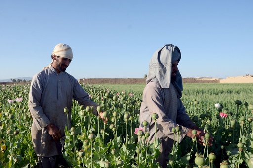 カンダハルのケシ畑 アフガニスタン 写真10枚 国際ニュース：AFPBB News