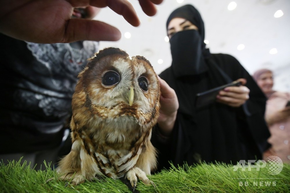 うるうるな黒い瞳がたまらない 中東クウェートのモリフクロウ 写真5枚 国際ニュース Afpbb News うるうるな黒い瞳がたまらない 中東クウェートのモリフクロウ 写真5枚 国際ニュース Afpbb News