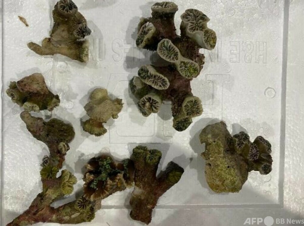 上海税関 密輸された絶滅危惧種サンゴの生体426株を押収 写真1枚 国際