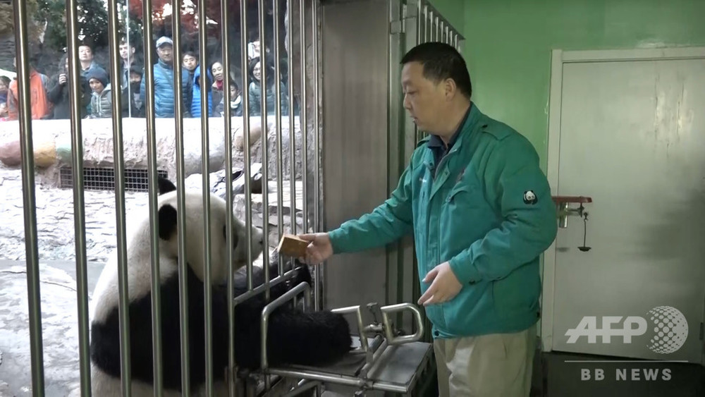 食べて寝る パンダのお世話 北京動物園の飼育係 写真5枚 国際ニュース Afpbb News