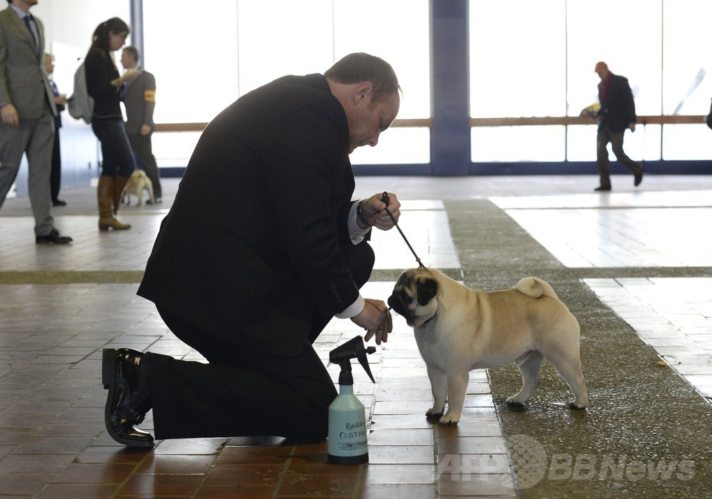 「美犬」大集合、ウエストミンスター・ケンネル・クラブ・ドッグショー