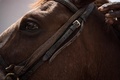 スマイラ・ザカリア・メジーダさんの飼育する馬。中央アフリカの首都バンギにて（2020年1月23日撮影）。(c)FLORENT VERGNES / AFP