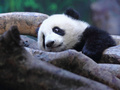 中国広東（Guangdong）省広州（Guangzhou）の動物園、長隆野生動物世界（Chimelong Safari Park）で遊ぶ生後6か月のジャイアントパンダ「隆隆（ロンロン、Long Long）」（2014年2月16日撮影）。(c)AFP
