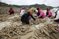 写真はSon La県で5日、タピオカを収穫する少数民族の女性。(c)AFP/HOANG DINH Nam