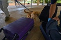パナマのトクメン国際空港で探知犬として訓練を受ける「ミリ」（2022年7月27日撮影）。(c)Luis ACOSTA / AFP