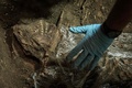 ブラジル・リオデジャネイロの新黒人記憶・研究博物館にある米州最大の奴隷墓地から発掘された遺骨（2017年5月5日撮影）。(c)AFP/YASUYOSHI CHIBA