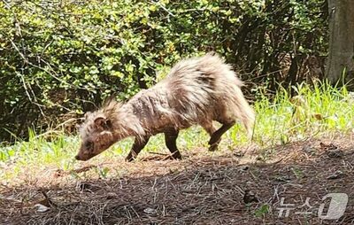 韓国・毛が抜けたタヌキ3匹…「都市開発の影響？」自治体が緊急調査へ