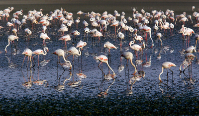 フラミンゴのゲイカップルが「念願の子育て」