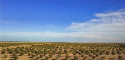 ゴビ砂漠に広がる「サジーの里」 新疆の貧困世帯を潤す「黄金の粒」