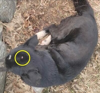 犬に性的虐待という卑劣さ…韓国で広がる怒りの声「犯人を捕まえよ」