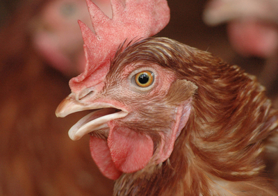 <鳥インフルエンザ>ミャンマーでニワトリの感染を新たに確認