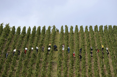 仏・ワイン生産者、農薬の使用を拒んで裁判に