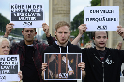 搾乳機を付けて酪農業に抗議、動物愛護団体PETA