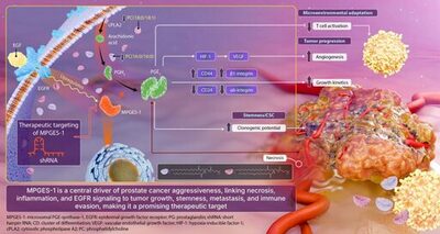 昭和女子大学が参加する共同研究グループが難治性前立腺がんの新たな治療標的としての可能性を発見