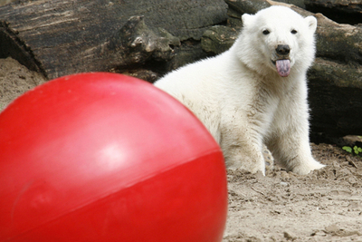 クヌートは「環境保護大使」 - ドイツ