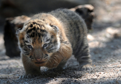 シベリアトラの3つ子の赤ちゃん、仏動物園にお目見え