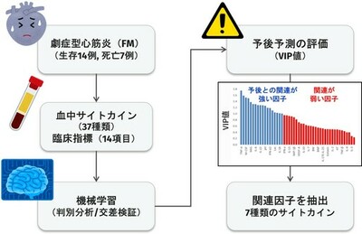 血中サイトカイン情報から小児心筋炎の病態を予測する機械学習モデルを開発