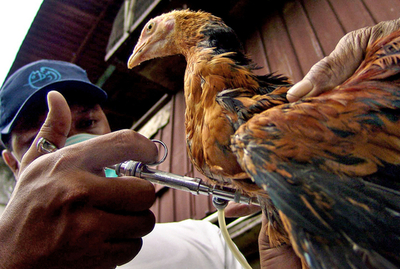 ＜鳥インフルエンザ＞による犠牲者が35人に - インドネシア