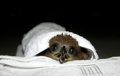 ヒンズー教の聖なる日を祝うたこ揚げ、多数の鳥が被害