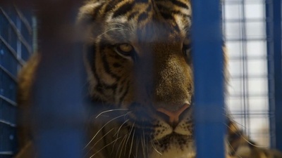シリアの動物園に置き去り、動物たちを救出しトルコへ避難